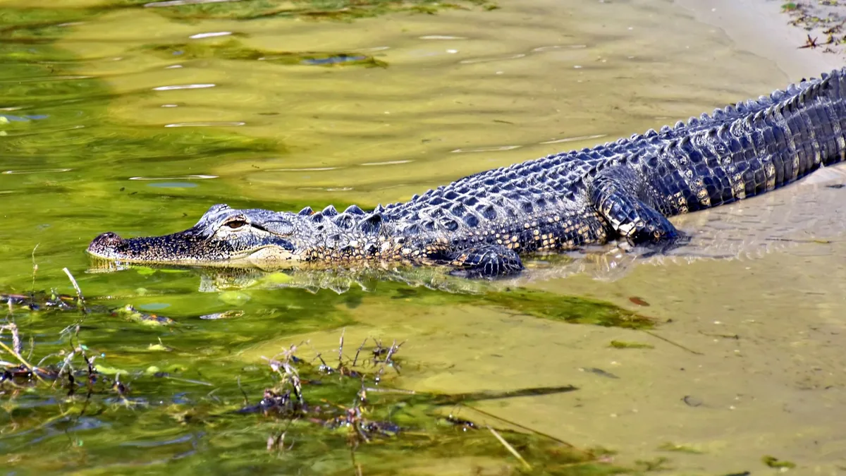 An American alligator in a Florida wetland — the real fauna of the Leonida setting.