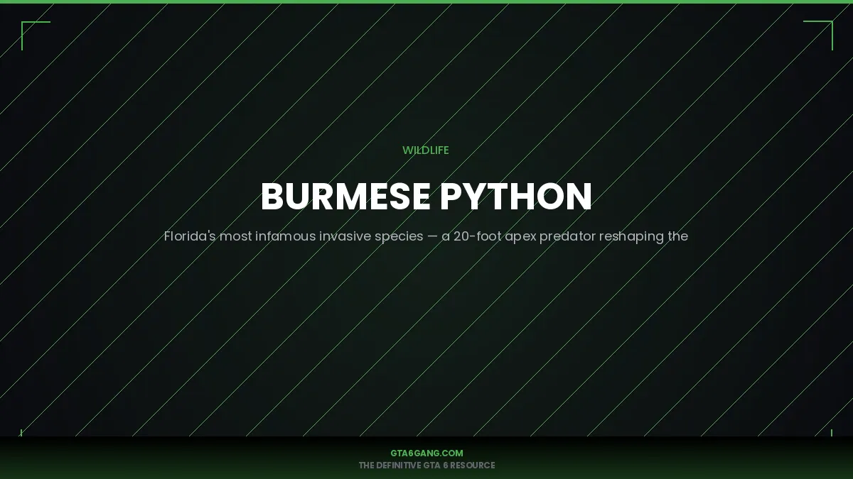 Burmese Python — real-world reference image
