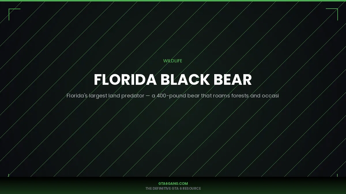 Florida Black Bear — real-world reference image