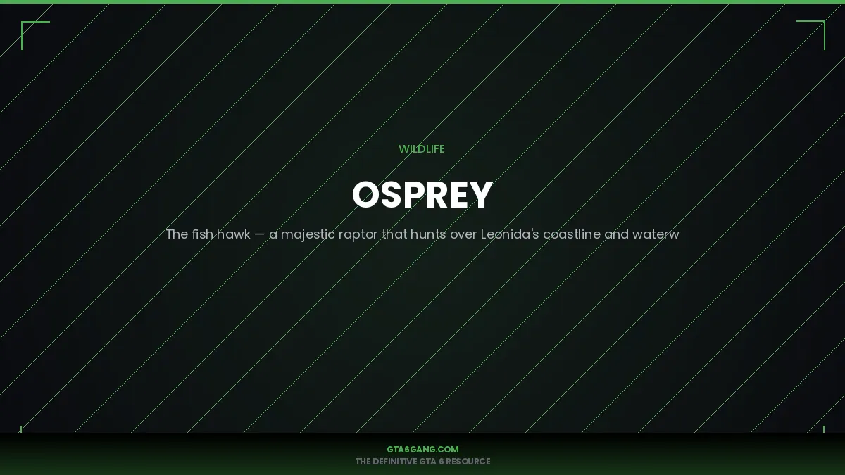 Osprey — real-world reference image